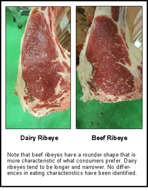 Ribeye Comparison With Text