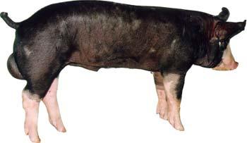 Swine - Berkshire