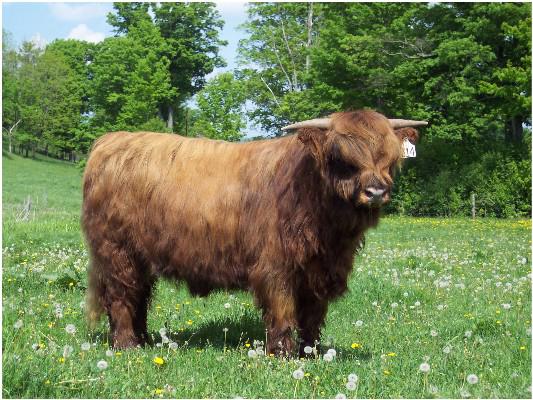Scottish Highland - bull