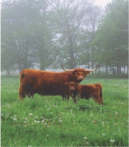 Scottish Highland - cow