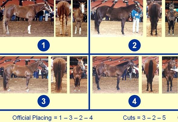 Quarter Horse Mares - Side, Rear, and Front Views