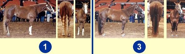 Quarter Horse Mares - Top Pair Reasons of 1 over 3 - 