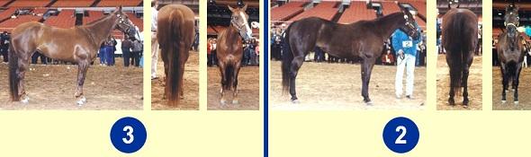 Quarter Horse mares - Middle Pair Reasons of 3 over 2 - 