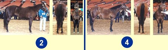 Quarter Horse Mares - Bottom Pair Reasons of 2 over 4 - 