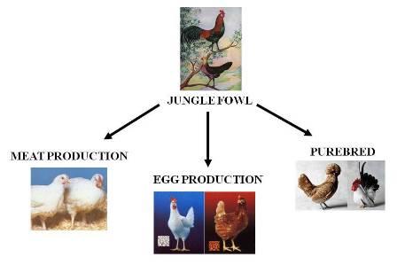 Chicken types