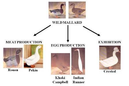 types of duck eggs