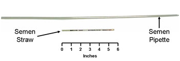 Semen Straw & A.I. Pipette (Cattle)