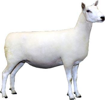 Cheviot ewe