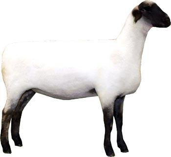 Hampshire ewe