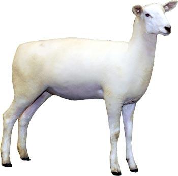 Sheep Montadale Ewe