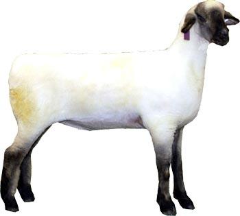 Oxford ewe