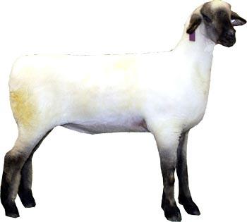 Sheep Oxford Ewe