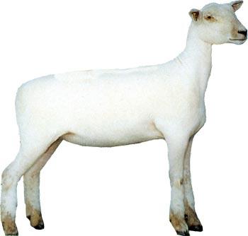Southdown ewe