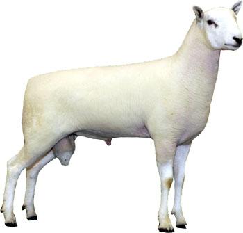 Cheviot ram
