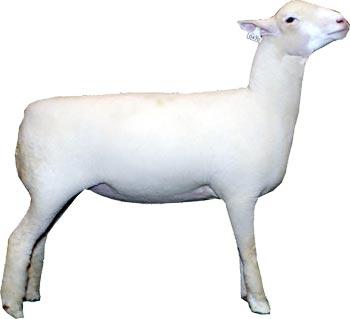 Polled Dorset ewe