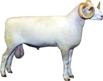 Dorset sheep