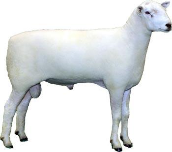 Sheep Montadale Ram