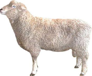 Romney ewe