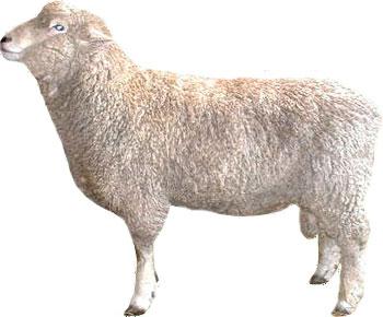 Sheep Romney Ewe