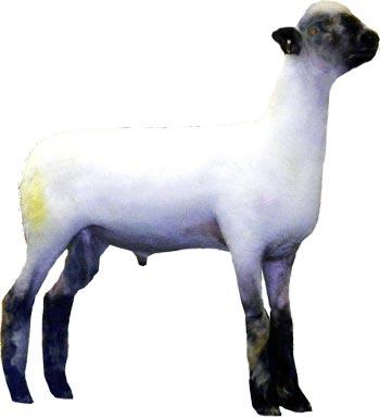 Oxford ram