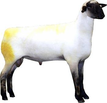 Sheep Hampshire Ram