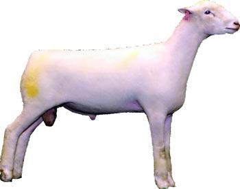 Polled Dorset ram