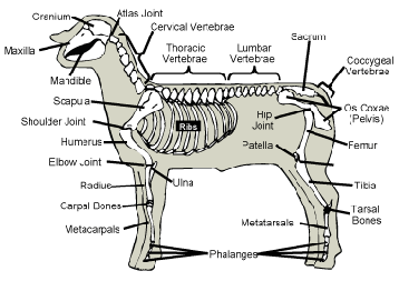 Sheep skeleton with labels