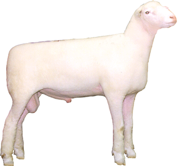 Sheep