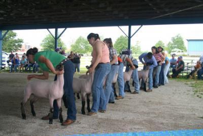 Sheep Showmanship