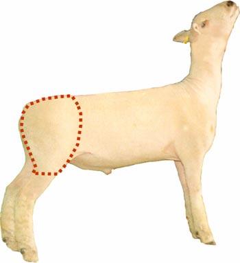 Sheep - Wholesale Cut - Leg