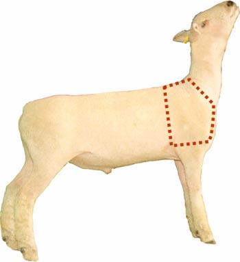 Sheep - Wholesale Cut - Shoulder
