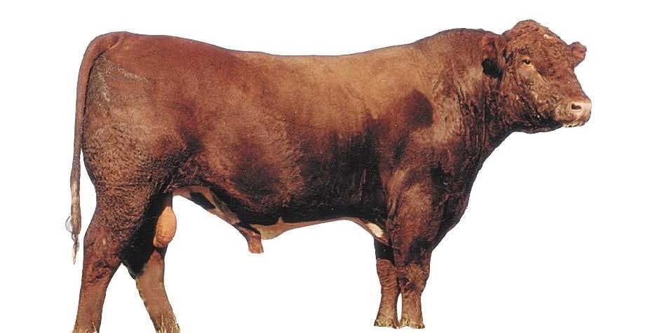 Shorthorn - Bull