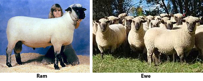 Shropshire ram and ewes