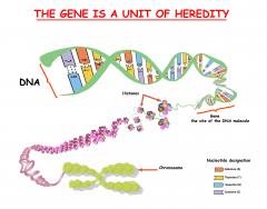 Genes on Chromosomes. Images by Zvitaliy on Shutterstock.com