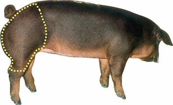 Swine - Wholesale Cut - Ham