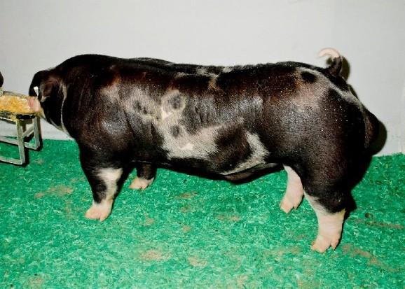 Spotted boar