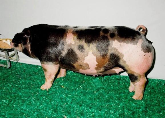 Spotted gilt