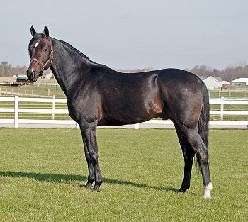 Standardbred Horse