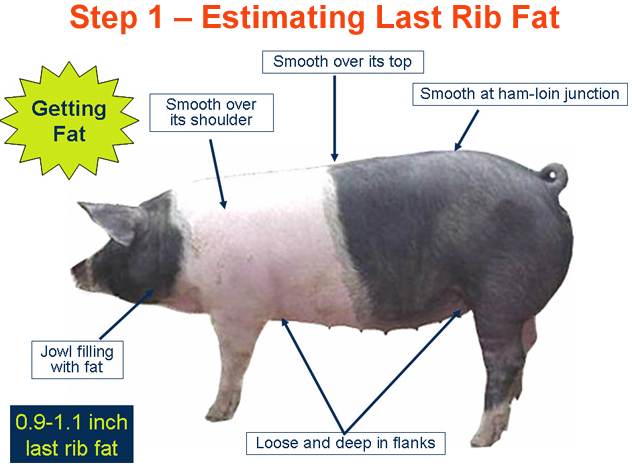 Step 1 Estimating Last Rib Fat Getting Fat