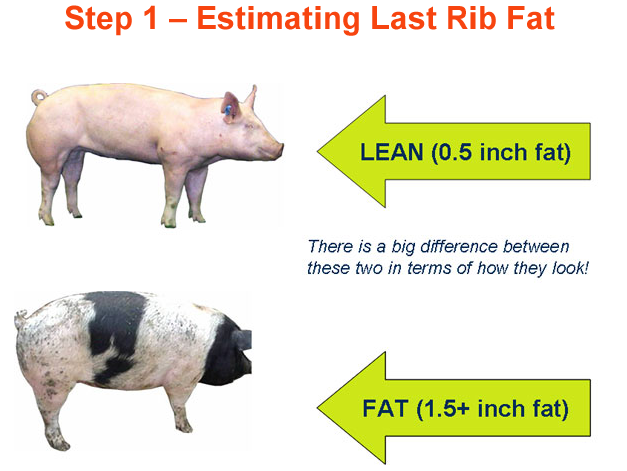 Step 1 Estimating Last Rib Fat Lean vs fat