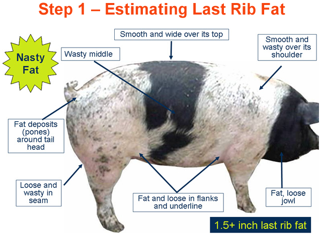 Step 1 Estimating Last Rib Fat Nasty Fat