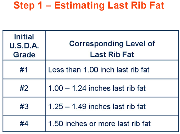 step 1 estimating last rib fat