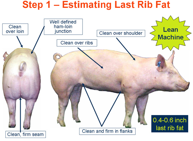 Step 1 Estimating Last Rib Fat