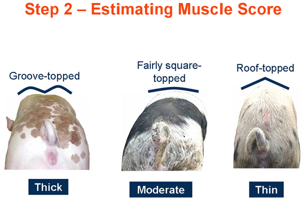 Step 2 Estimating Muscle Score Thick Moderate Thin
