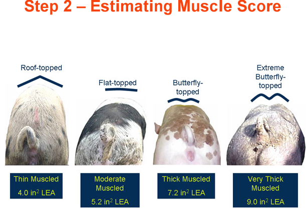 Step 2 Estimating Muscle Score Thin Moderate Thick Very Thick
