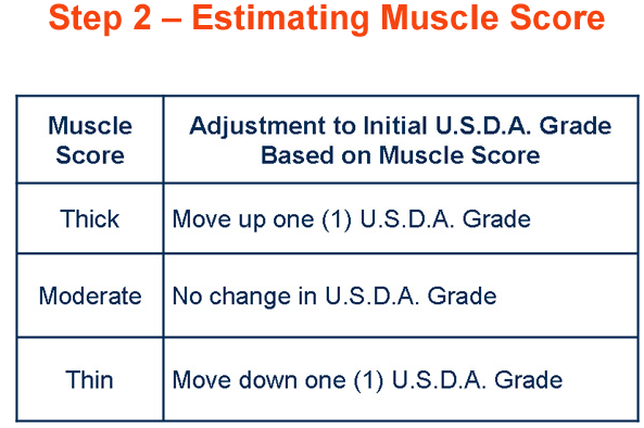 Step 2 Estimating Muscle Score