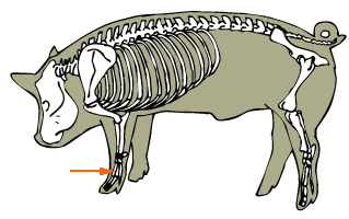 Swine Bone - Metacarpals