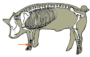 Metacarpals