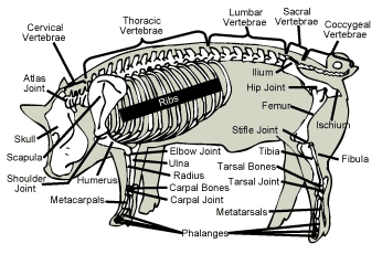 Swine skeleton with labels