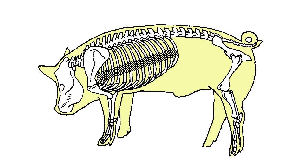 Swine - Skeletal Anatomy - Blank